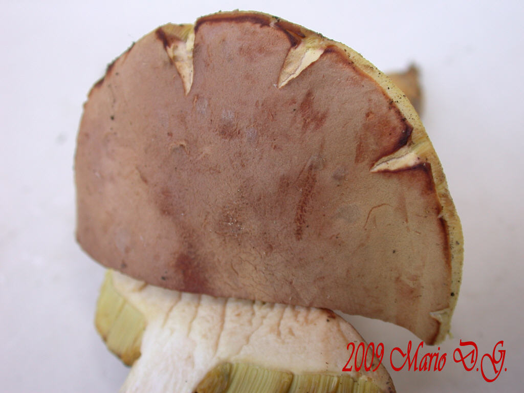 Boletus da determinare >>> n�4